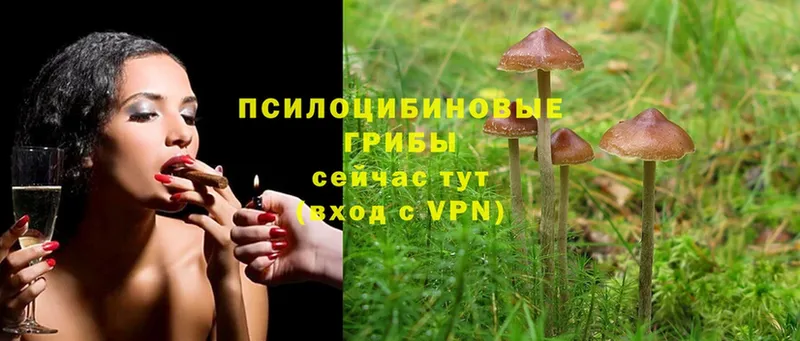 Галлюциногенные грибы Psilocybine cubensis  даркнет сайт  Ульяновск 